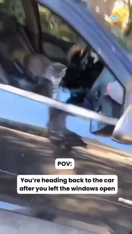 Cat Took Over the Car