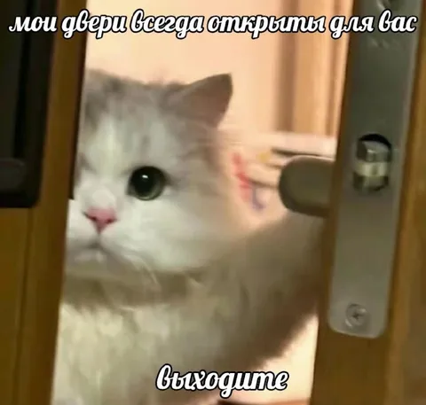 Кот выходит через открытую дверь
