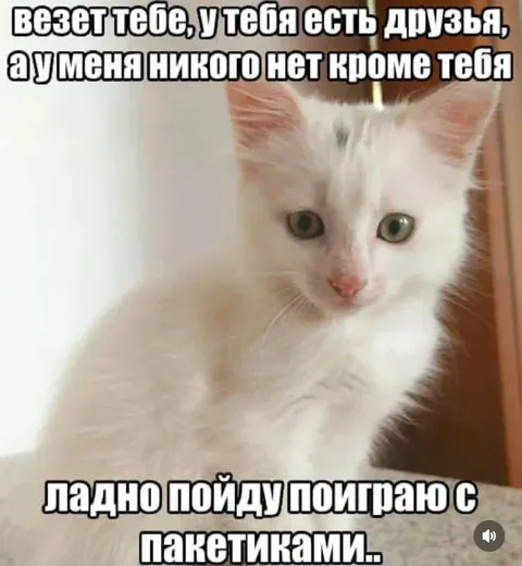 Кот играет с пакетиками
