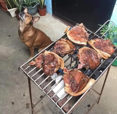 Собака ждёт шашлык