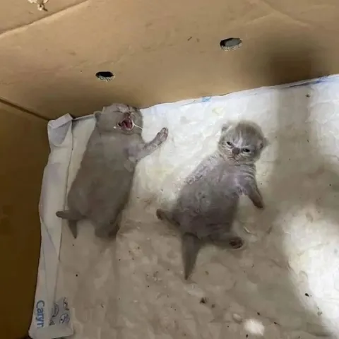 Два сонных котёнка