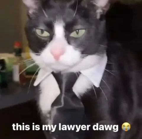 This Is My Lawyer Dawg