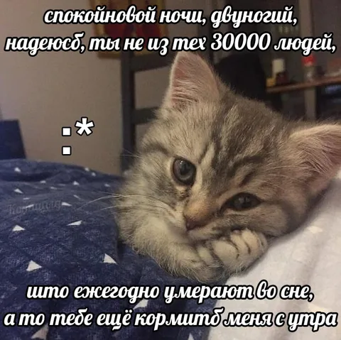 Кот желает спокойной ночи