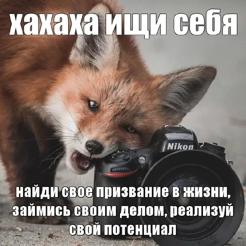 Лиса нашла своё призвание