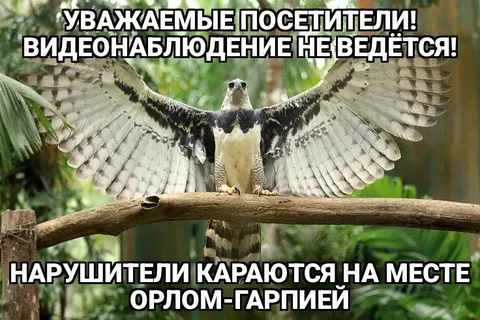 Орёл-гарпия наказывает нарушителей