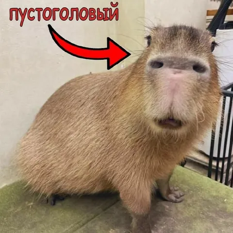 Пустоголовый капибара