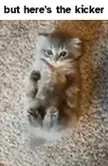 But Here's the Kicker Kitten