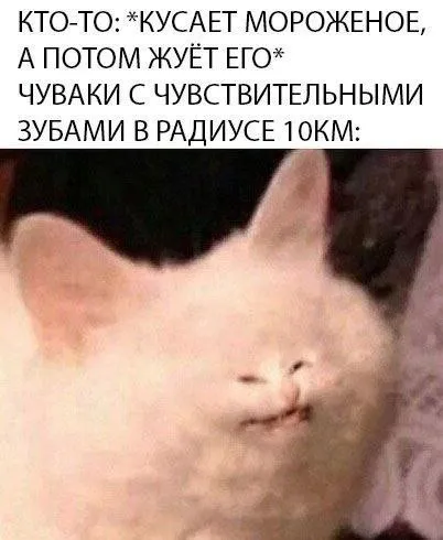 Кот кусает мороженое