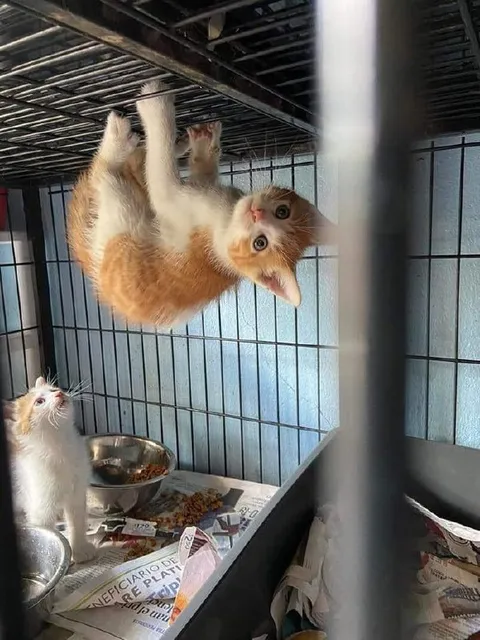 Кот застрял на потолке