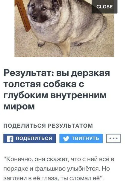 Дерзкая толстая собака с глубоким миром