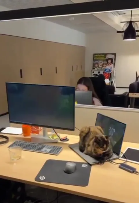 Разверни и увидишь кота
