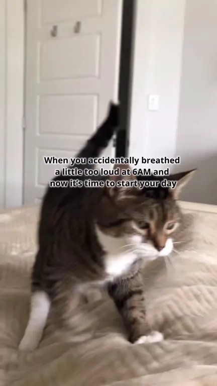 Cat Starts the Day at 6AM