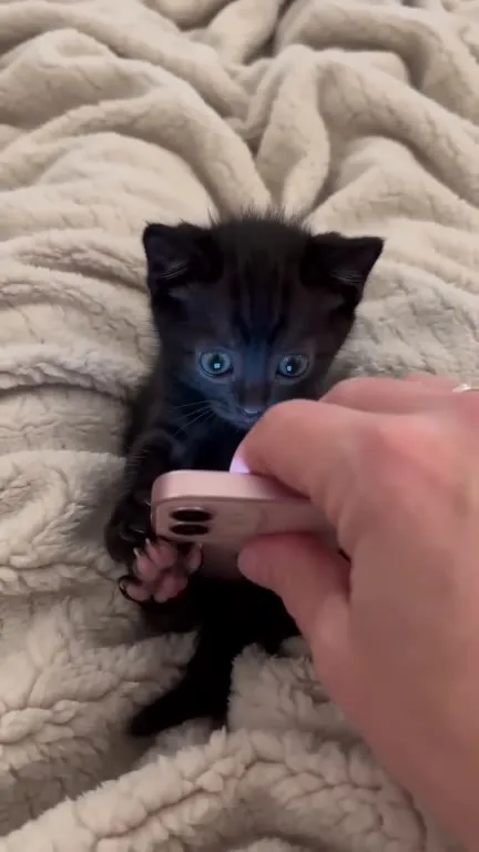 Котёнок не хочет спать