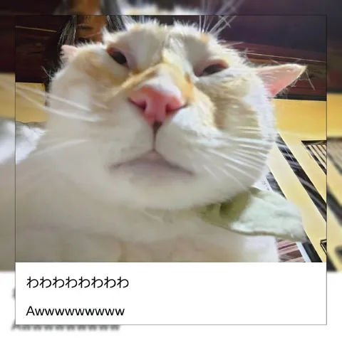 かわいすぎる猫