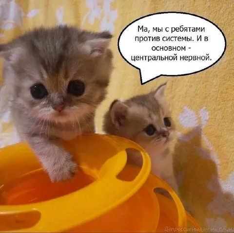 Котята против центральной нервной системы