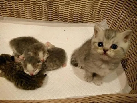 Котёнок смотрит на спящих котят