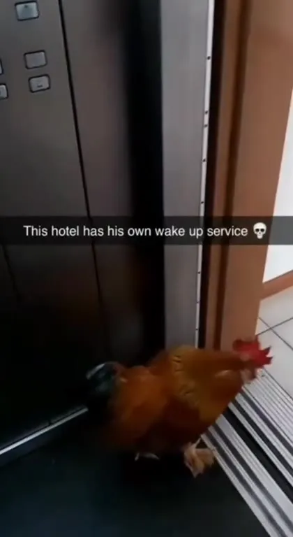 Hotel Wake-Up Service Rooster