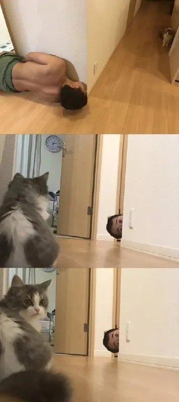 Кот заметил человека за углом
