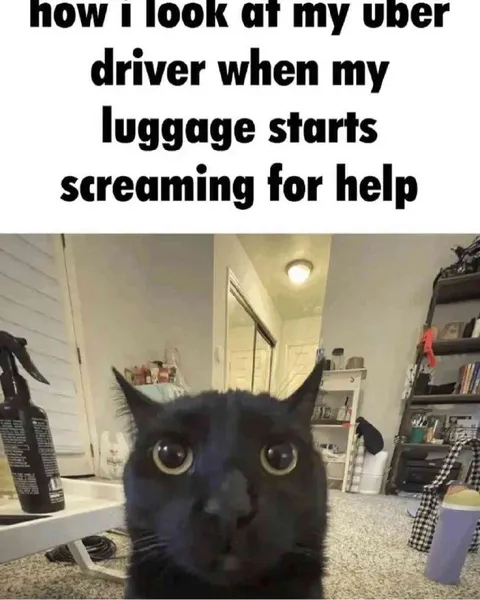 Cat Stares at Uber Driver