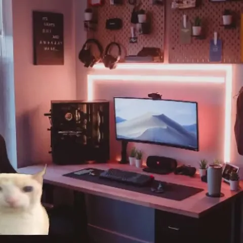 Christmas Cat in CS:GO