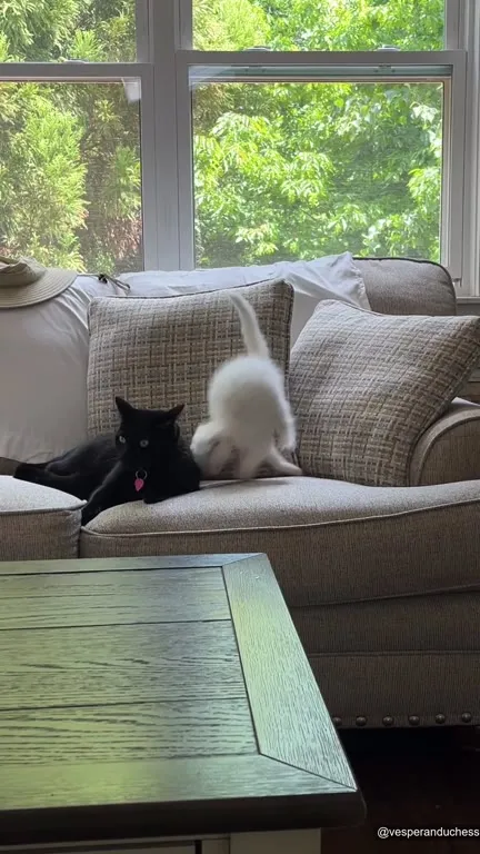 Кот терпит белого котёнка