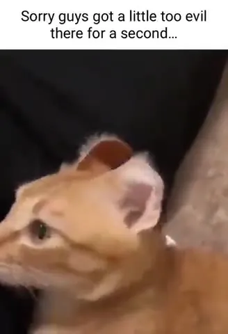 Cat Gets Evil for a Second