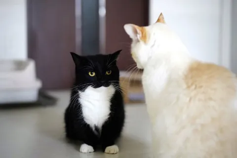 Кот смотрит на другого кота