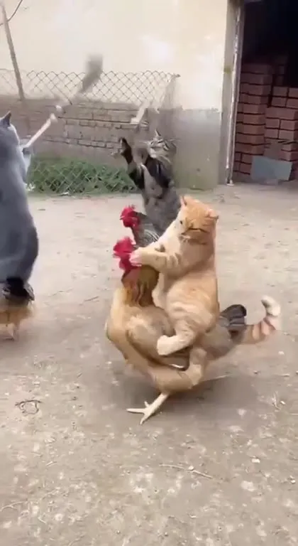 Коты и куры устроили драку