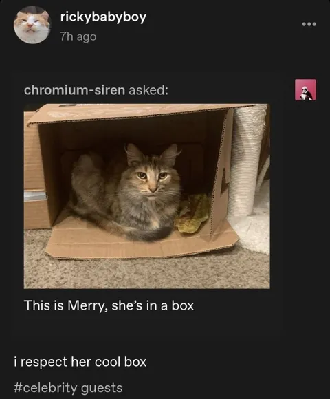 Cool Box Cat