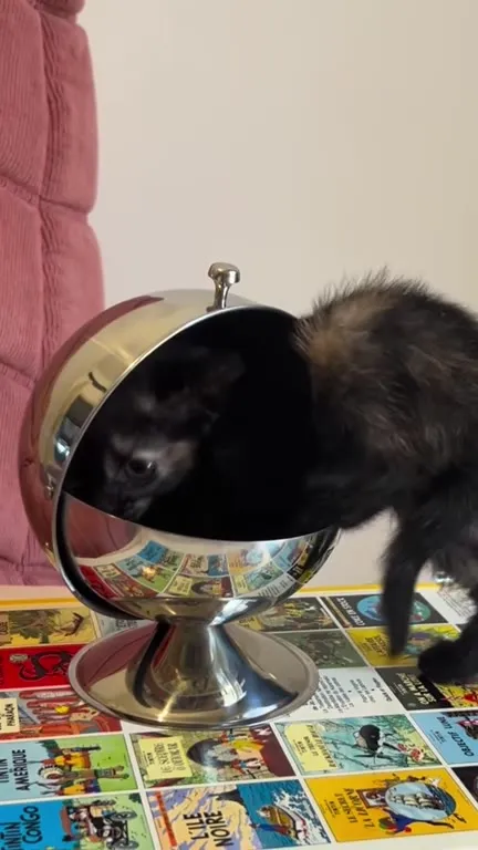 Котёнок в серебряной чаше