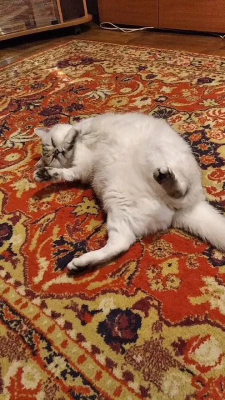 Кот лежит на ковре