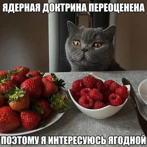 Кот интересуется ягодной доктриной