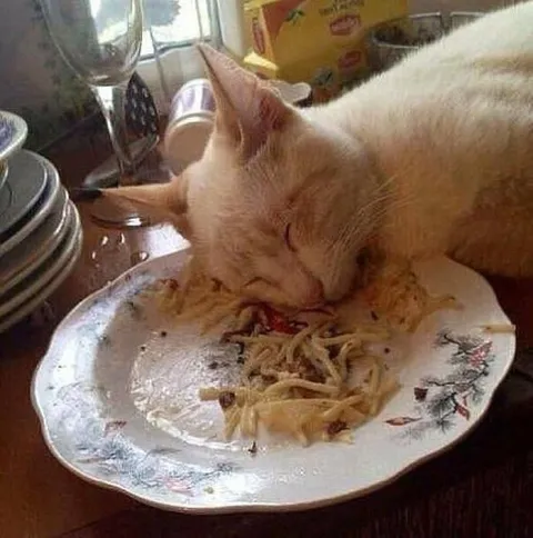 Кот уснул в тарелке