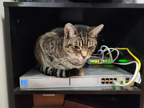 Кот занял место роутера