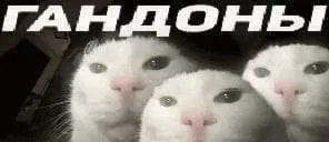 Гандоны-коты крупным планом