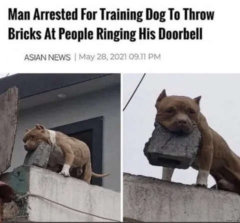 Dog Throws Bricks at Doorbell Ringing People