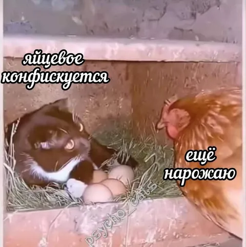 Яйцевое конфискуется