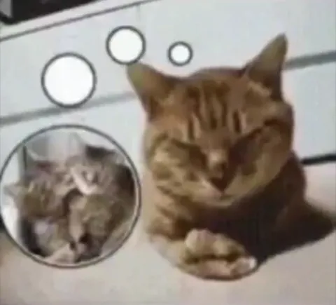 Кот скучает по котятам