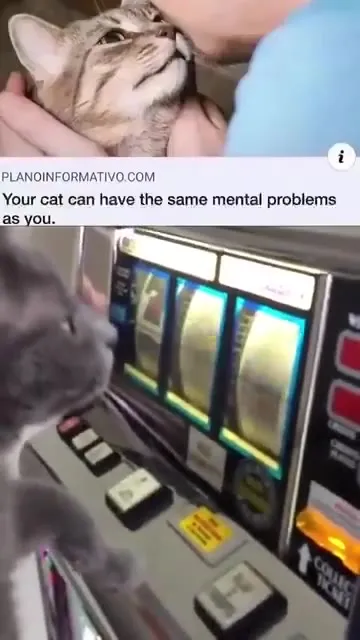 Your Cat Has Mental Problems Too