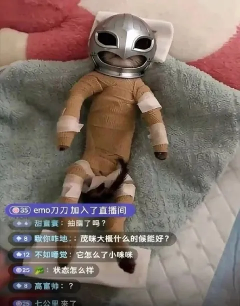 戴头盔的小猫直播