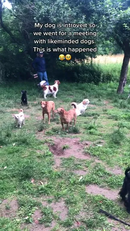 Introvert Dog Meets Other Dogs