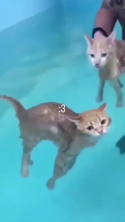 Котик танцует под водой
