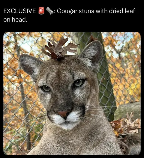 Cougar Stuns With Dried Leaf