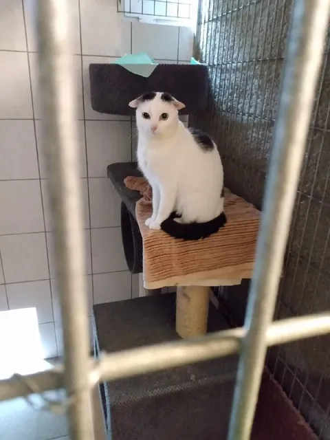 Кот в клетке на когтеточке