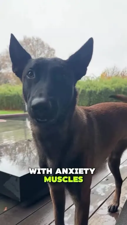 Belgian Malinois With Too Much Energy