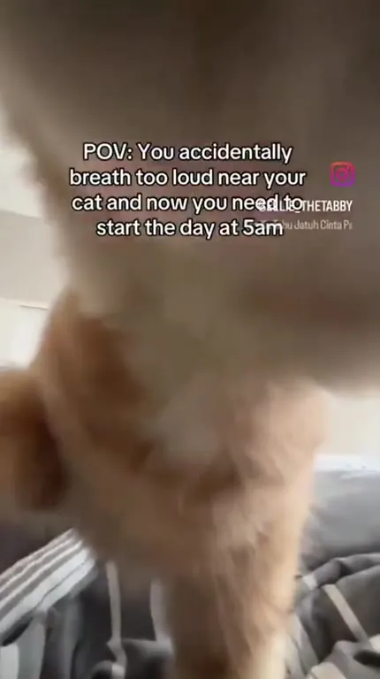 Cat Demands a 5 AM Start