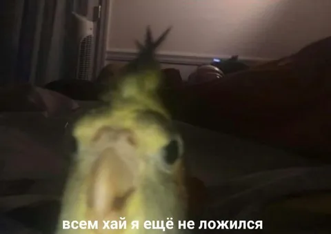 Всем хай я ещё не ложился