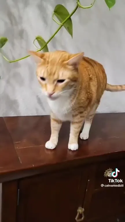 Orange Cat Finds No Safe Place
