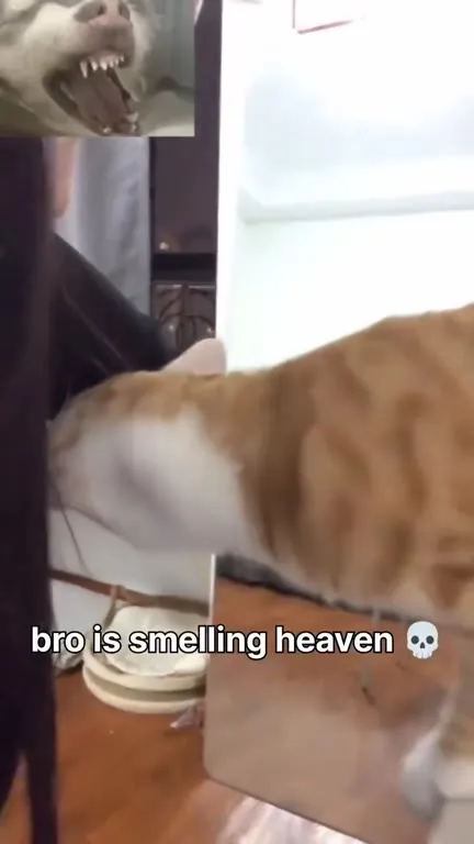 Cat Smelling Heaven
