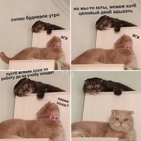 Коты о буднем утре